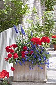 Terracotta box in red-blue, Verbena Empress 'Flair Red'