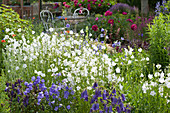 Blue-white flowerbed in early summer, Campanula persicifolia