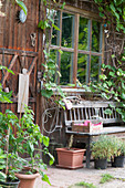 Wooden bench at garden house, grapevine (common grape vine)