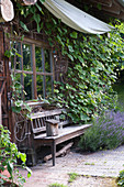 Wooden bench at garden house, grapevine (common grape vine)