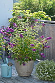 Buddleja Buzz 'Violet' (summer lilac, butterfly lilac)