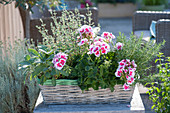 Pelargonium zonale 'Hot Spot White Splash' (Stehende Geranie)