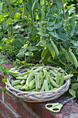 Palerbse 'Senator' (Pisum sativum) in a brick raised bed