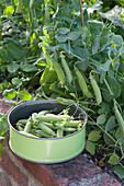 Palerbse 'Senator' (Pisum sativum) in a brick raised bed