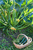 Zucchini (Cucurbita pepo) im Gemüsegarten
