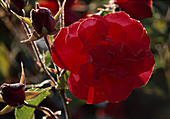 Rosa (Rosen), Knospen und Blüte mit leichtem Rauhreif