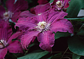 Clematis hybride, woodland vine 'Remebrance'