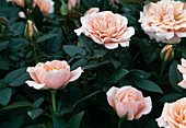 Rosa-Hybride 'Elisa Kordana'