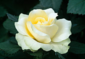 Rosa-Hybride 'Lemon Kordana'