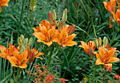 Lilium bulbiferum - hybrid lily