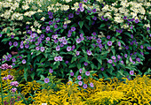 Solanum rantonnetii, Solidago, Aster