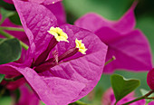 Bougainvillea spectabilis 