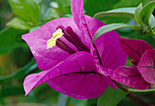 Bougainvillea spectabilis .