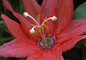 Passiflora coral Glow