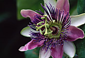 Passiflora x belotii 'Empress Eugenie', passion flower