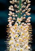 Eremurus stenophyllus syn. bungei - steppe candle, Afghanistan lily-tail