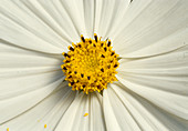 Cosmos bipinnatus 'Sonata White' (Jewel Basket), flower 00.00