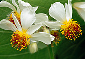 Sparmannia africana, African lime tree