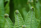 Fern shoot