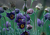 Pulsatilla vulgaris (Pasque flower)