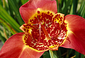 Tigridia pavonia 'Speciosa' (Tiger flower)