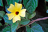 Thunbergia alata (Schwarzäugige Susanne)