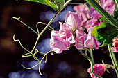 Lathyrus odoratus, purple sweet pea