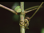 Scarlet vine (Vitis coignetiae)