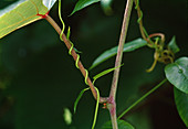 Periploca graeca (Griechische Baumschlinge) für wintermilde Regionen oder als Kübelpflanze geeignet