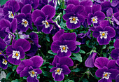 Viola Cornuta Sorbet 'Blackberry Cream' (Horned Violet)