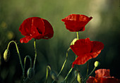 Papaver rhoeas corn poppy