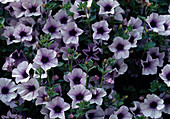 Petunia hybrid Surfinia 'Blue Vein'