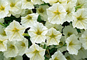 Petunia hybrid Surfinia 'Yellow Eye'