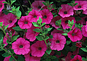 Petunia-Hybr. Surfinia Rose Pink Bl.00