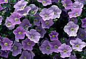 Petunia hybrid surfinia 'Sky Blue