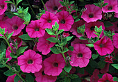 Petunia hybrid Surfinia Rose Pink