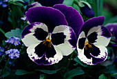 Viola wittrockiana pansy