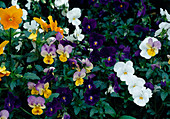 Viola cornuta horn violet