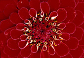 Zinnia elegans 'Sun Red' (Dunkelrote Zinnie), Bl. 00