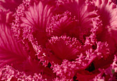 Brassica oleracea ornamental cabbage