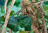 Hedera helix (Adhesive Root Ivy)