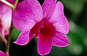 Dendrobium hybrid