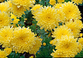 Chrysanthemum indicum 'Astoria' (Autumn chrysanthemum)