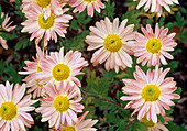 Chrysanthemum indicum 'Isabellarosa' (Autumn Chrysanthemums)