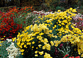 Autumnal bed with Chrysanthemum indicum (autumn chrysanthemum)