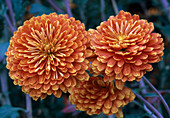 Chrysanthemum Bronzeriese, Orangebraun 