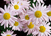 Chrysanthemum Indicum 'L' Innocence' syn. 'Lila Krähenwinkel'