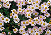 Chrysanthemum indicum 'L'Innocence' syn 'Lila Krähenwinkel' (Purple crow's corner)