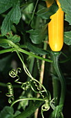 Zierkürbis 'Birne Bicolor' (Cucurbita pepo)