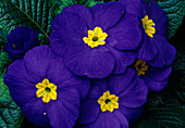 Primula acaulis (Primel), blau 